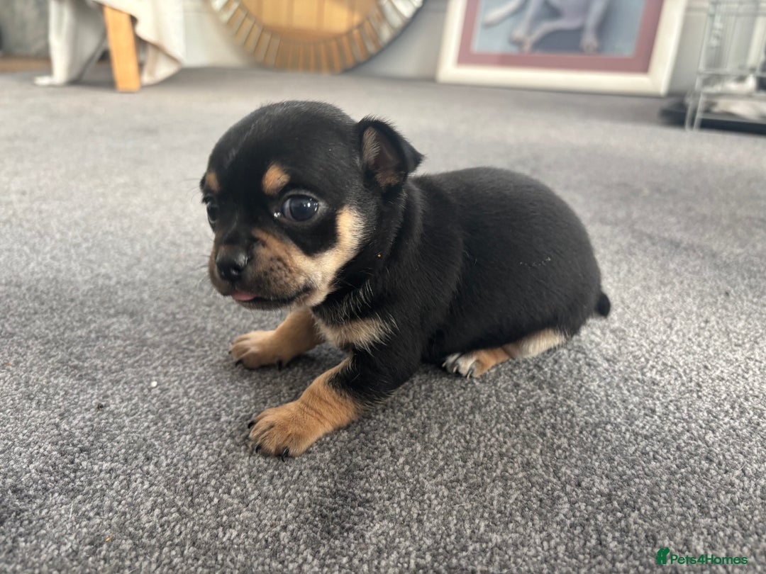 Chihuahua dogs for sale: Beautiful chihuahua 1 boy & 1 Girl  - Advert 8