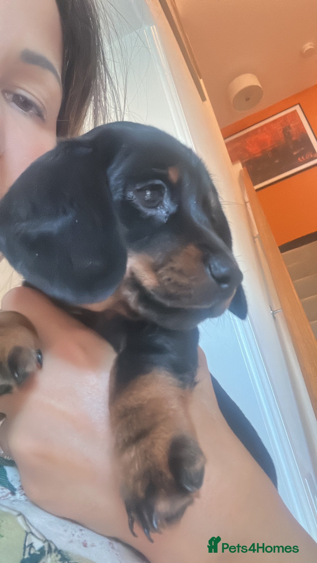 Miniature Dachshund dogs for sale: KC Miniature Black Tan Dachshund  - Advert 6