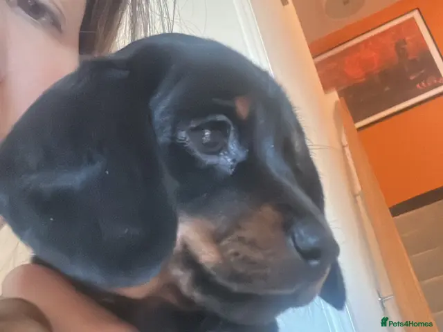 Miniature Dachshund dogs for sale: KC Miniature Black Tan Dachshund - Advert 6