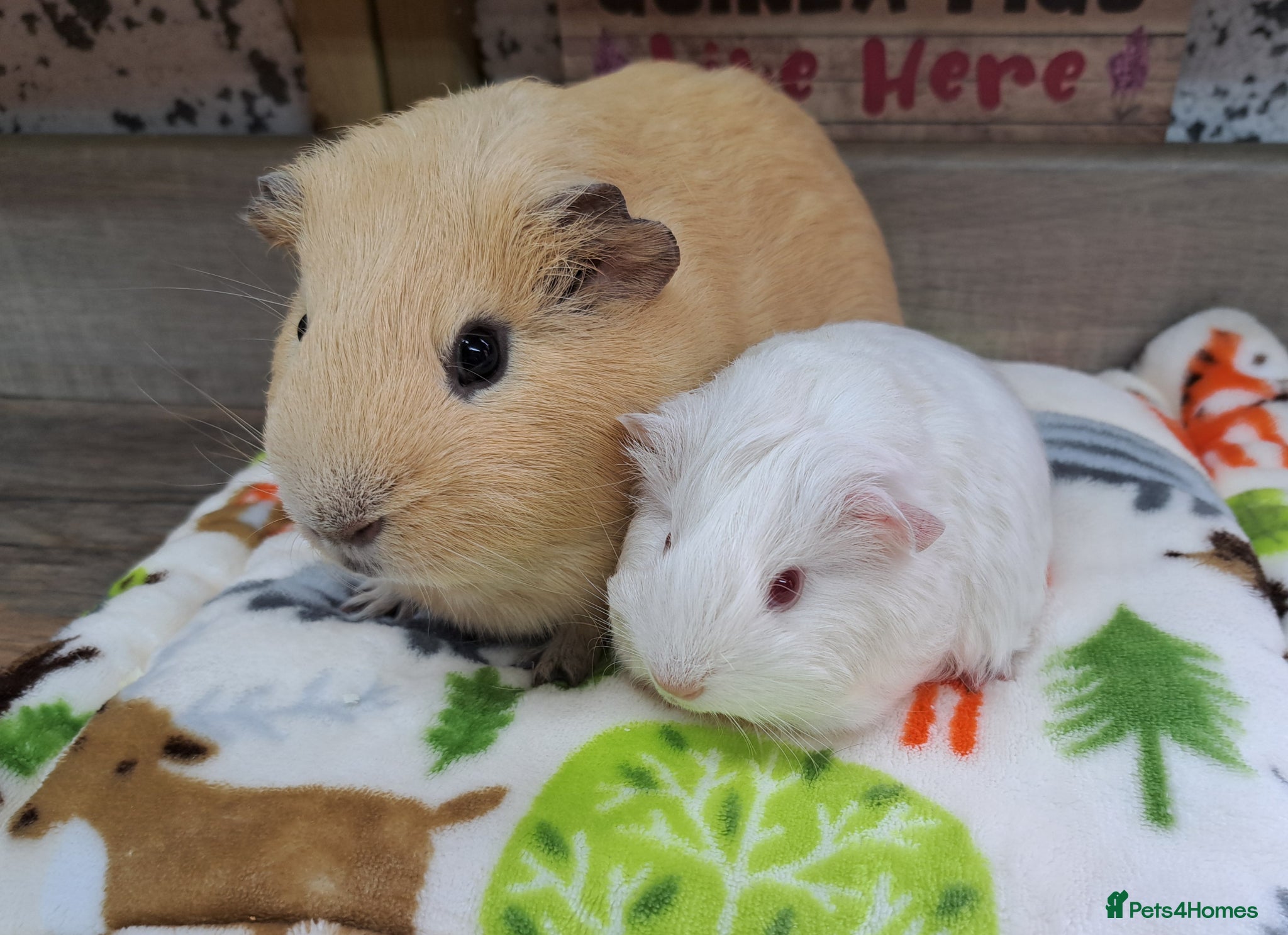Guinea Pig rodents Bonded Male Guinea pigs - Leeds LS27 area - Advert 2