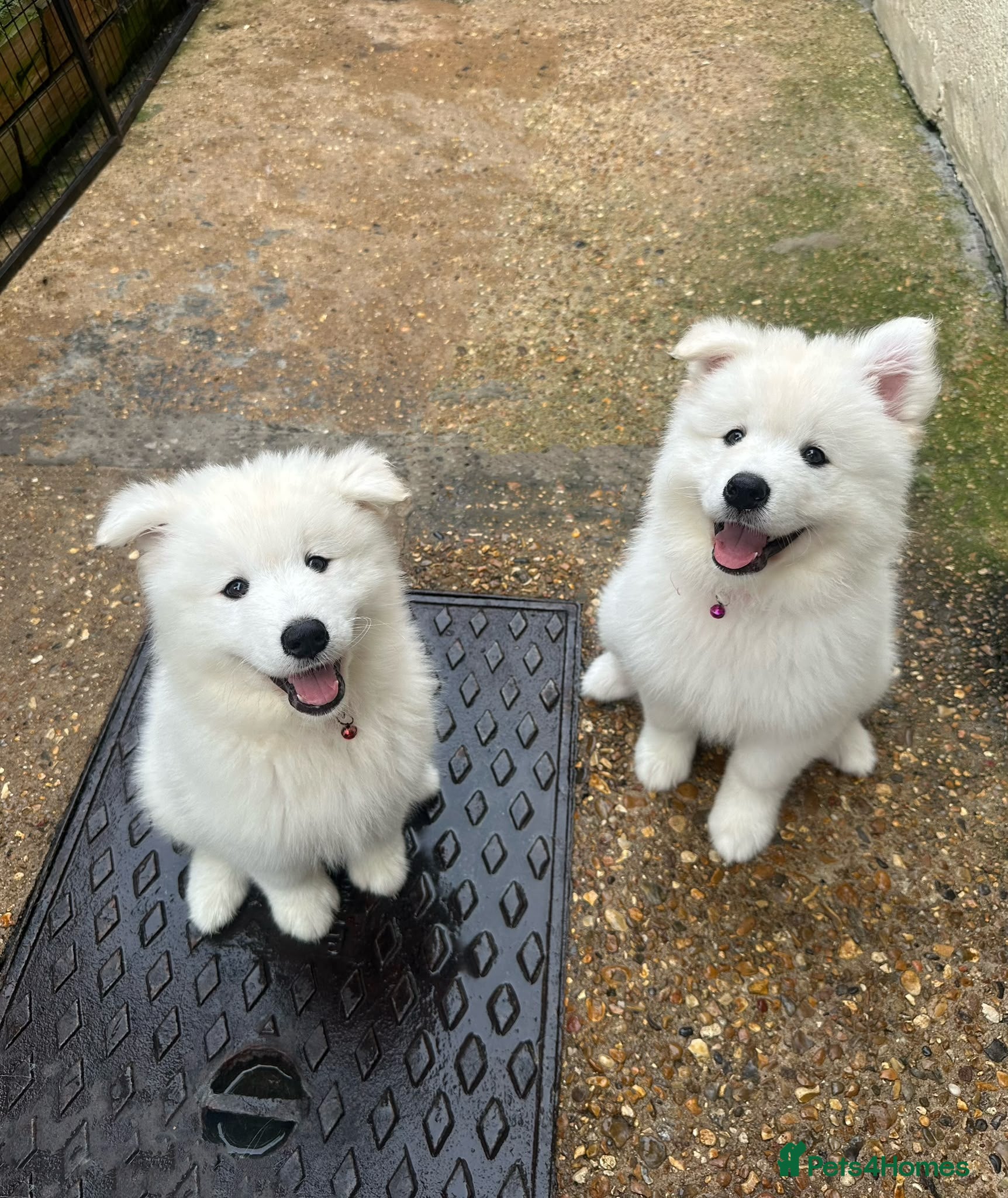 Samoyed dogs 🩷💙Samoyed puppies,3 girls& 1 boy left 🩷💙 - Advert 2