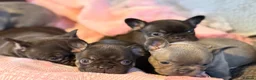 French Bulldog dogs for sale: KC Registered French Bulldog Puppies  in Slough - Advert 27