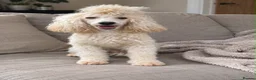 Maltipoo dogs for sale:  Beautiful Toy Maltipoo Girl F1 - Advert 6