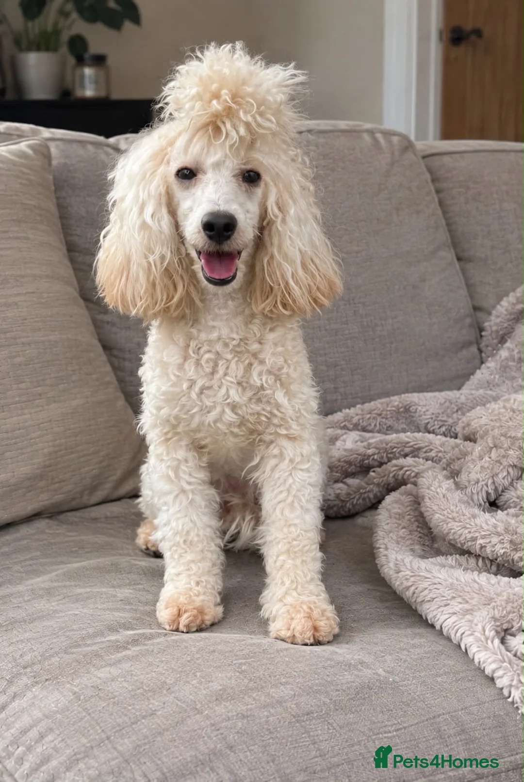 Maltipoo dogs for sale:  Beautiful Toy Maltipoo Girl F1 - Advert 6