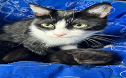 Mixed Breed cats for sale: Kittens for sale - Image 16