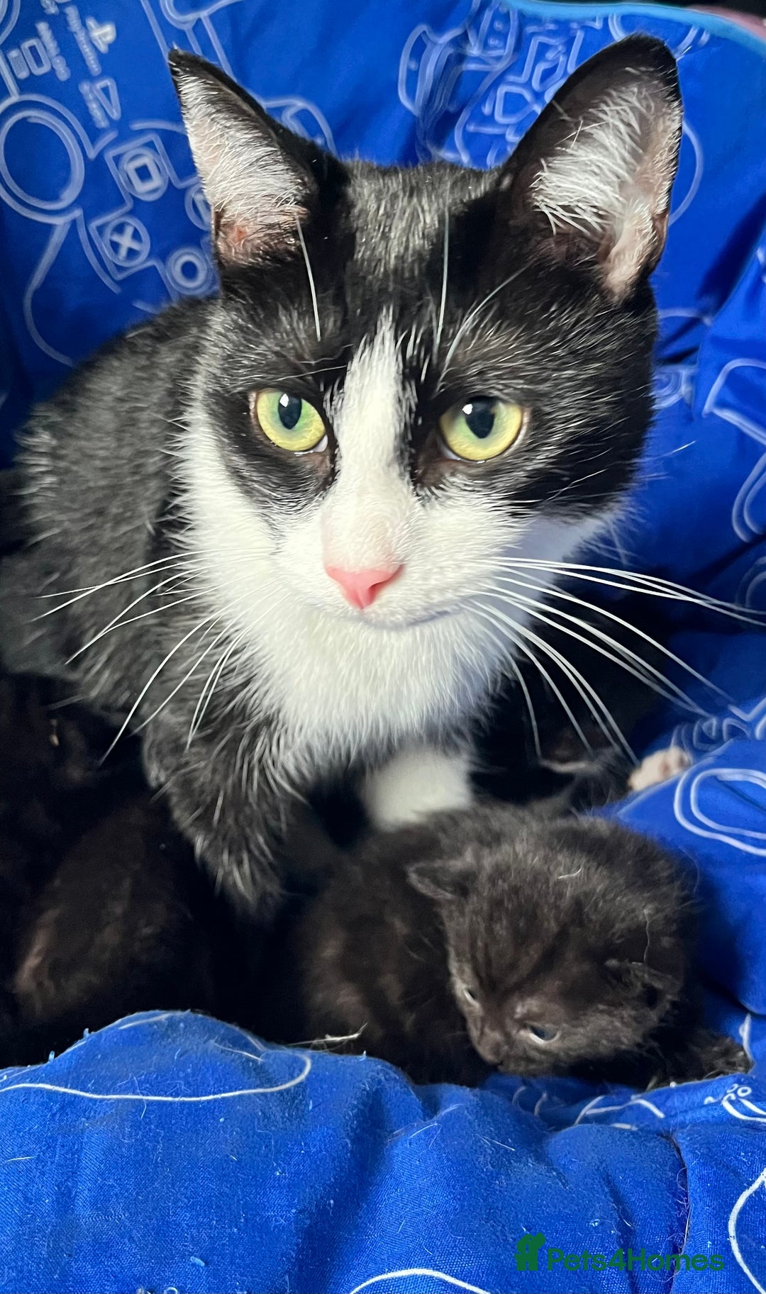 Mixed Breed cats for sale: Kittens for sale - Image 16