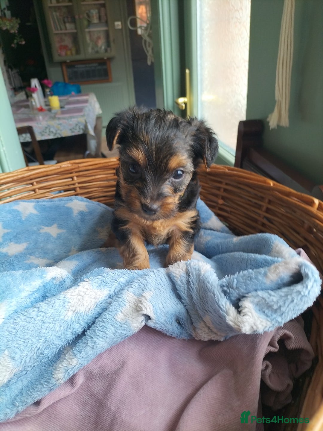 Yorkshire Terrier dogs for sale: Yorkshire terrier pups for sale - Image 7