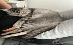 Bengal cats for sale: Lovely Female Cat - Image 3