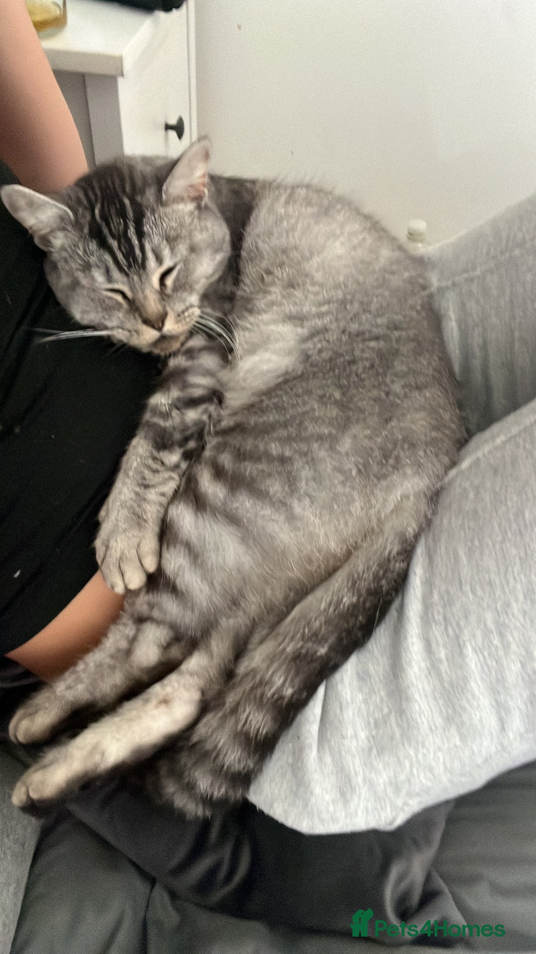 Bengal cats for sale: Lovely Female Cat - Image 3