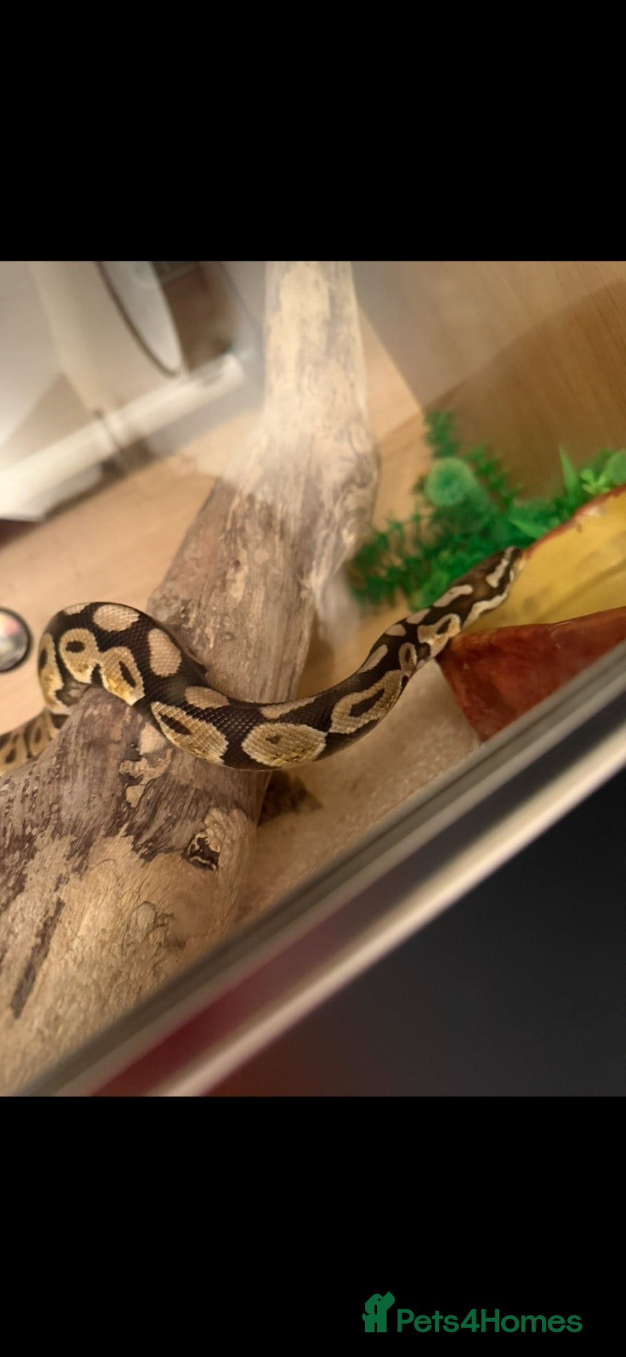 Python Snake reptiles Ball Python  - Advert 3