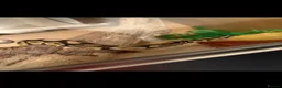 Python Snake reptiles for sale: Ball Python  in Neath - Advert 1