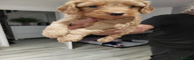 Toy Poodle 2