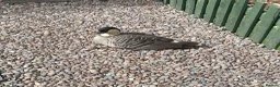 Geese poultry for sale: Adult pair of Hawaiian geese and spare male  - Advert 2