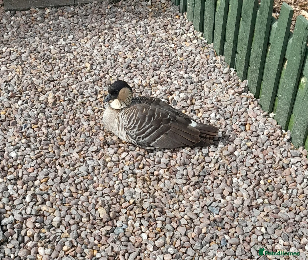 Geese poultry for sale: Adult pair of Hawaiian geese and spare male  - Advert 2