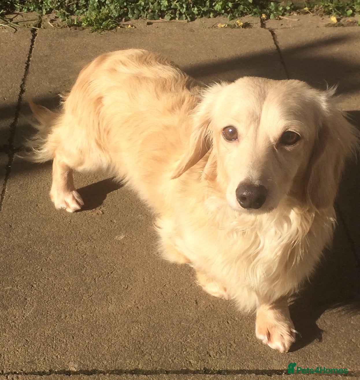 Dachshund dogs CREAM LONGHAIRED DACHSHUND FOR STUD - Advert 3