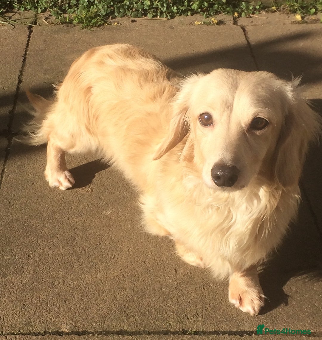 Dachshund dogs for stud: CREAM LONGHAIRED DACHSHUND FOR STUD - Image 1