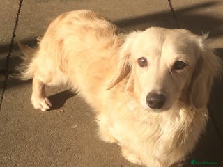 Dachshund dogs CREAM LONGHAIRED DACHSHUND FOR STUD - Advert 12