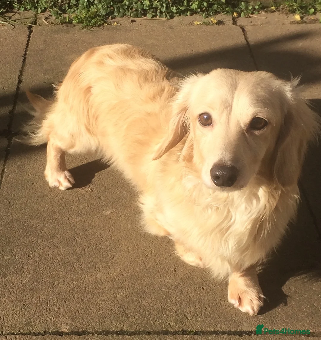 Dachshund dogs for stud: CREAM LONGHAIRED DACHSHUND FOR STUD - Advert 1