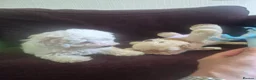 Maltipoo dogs for sale: Beautiful Toy Maltipoo Puppy DNA tested clear - Advert 19