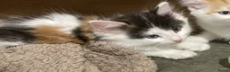 Mixed Breed cats for sale: FLUFFY FRIENDLY KITTENS FOR SALE - Advert 5