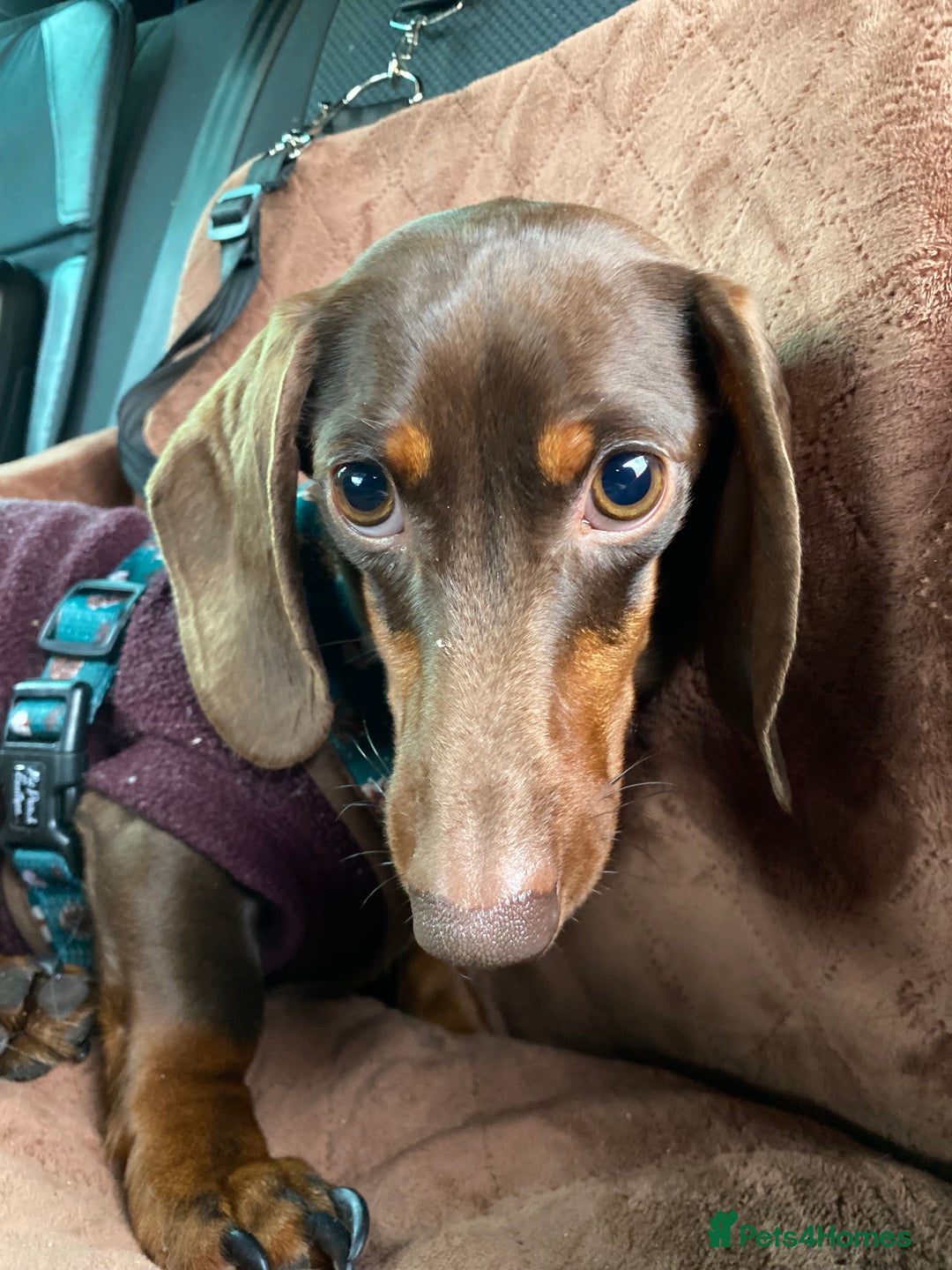 Miniature Dachshund dogs for sale: 1yo Miniature Dachshund - Advert 6