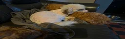 Cockapoo dogs for sale: Stunning curly coated Toy Cockapoos  - Advert 16