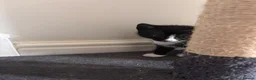 Mixed Breed cats for sale: Gorgeous kittens for sale  - Advert 6