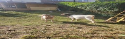 Goats livestock for sale: Four Male goats to sell All under year old  - Advert 3