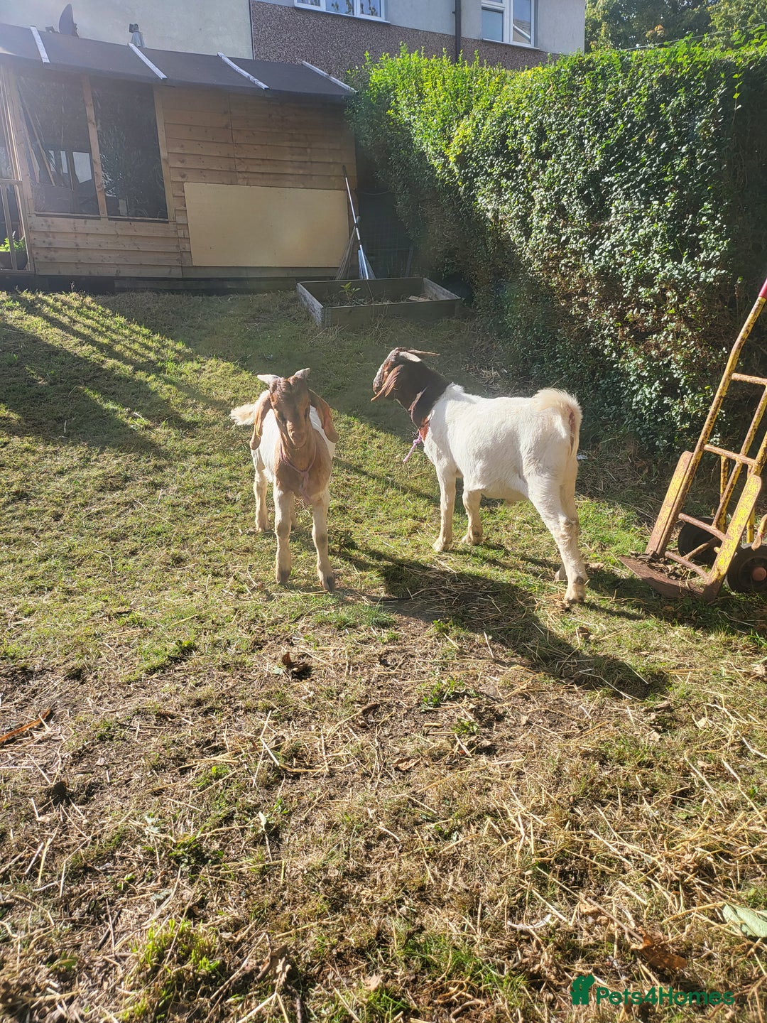 Goats livestock for sale: Four Male goats to sell All under year old  - Advert 3