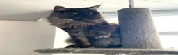 Maine Coon cats for sale: OUTSTANDING SHOW QUALITY MAINE COON KITTENS  - Advert 24