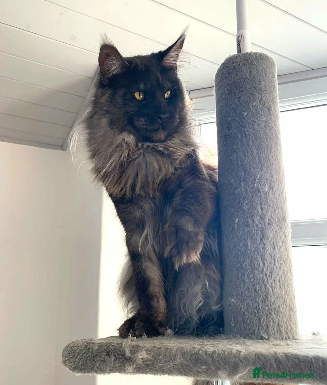 Maine Coon cats for sale: OUTSTANDING SHOW QUALITY MAINE COON KITTENS  - Advert 24
