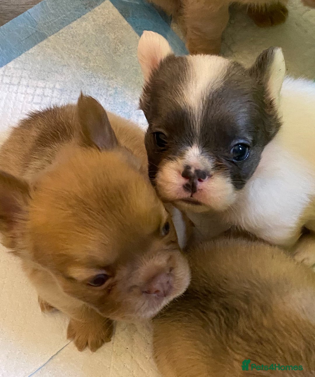 French Bulldog dogs for sale: Quality health tested/KC fluffy French bulldogs - Image 19
