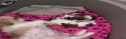 Shih Tzu dogs for sale:  🌟 2 Beautiful Female Puppies Ready Ready to go🌟 - Advert 13