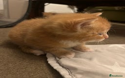 Mixed Breed cats for sale: 6 beautiful kittens for sale  - Image 11