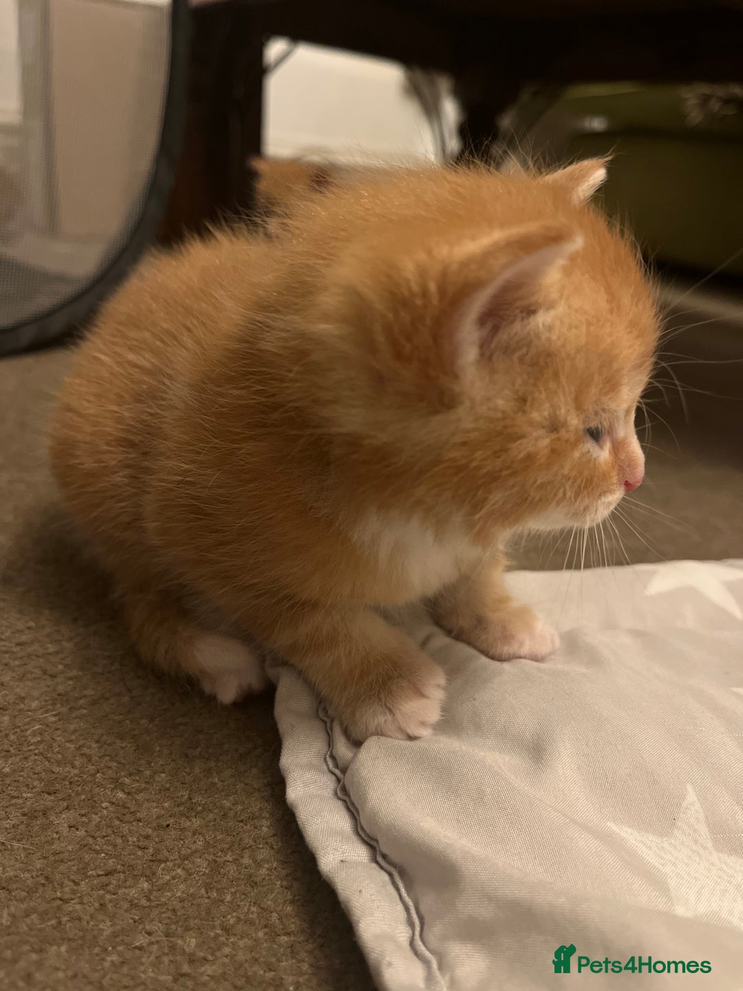 Mixed Breed cats for sale: 6 beautiful kittens for sale  - Image 11