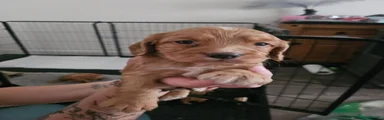 Cocker Spaniel 7