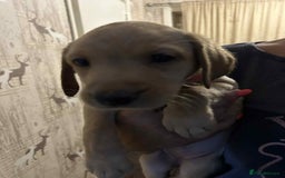 Labrador Retriever dogs for sale: Labrador puppies  - Image 7