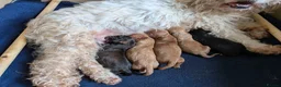 Mixed Breed dogs for sale: 4 cavapoo x maltipoo pups - Advert 16