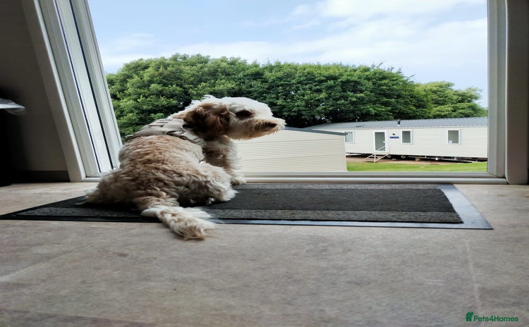 Cavapoo dogs - Advert 1