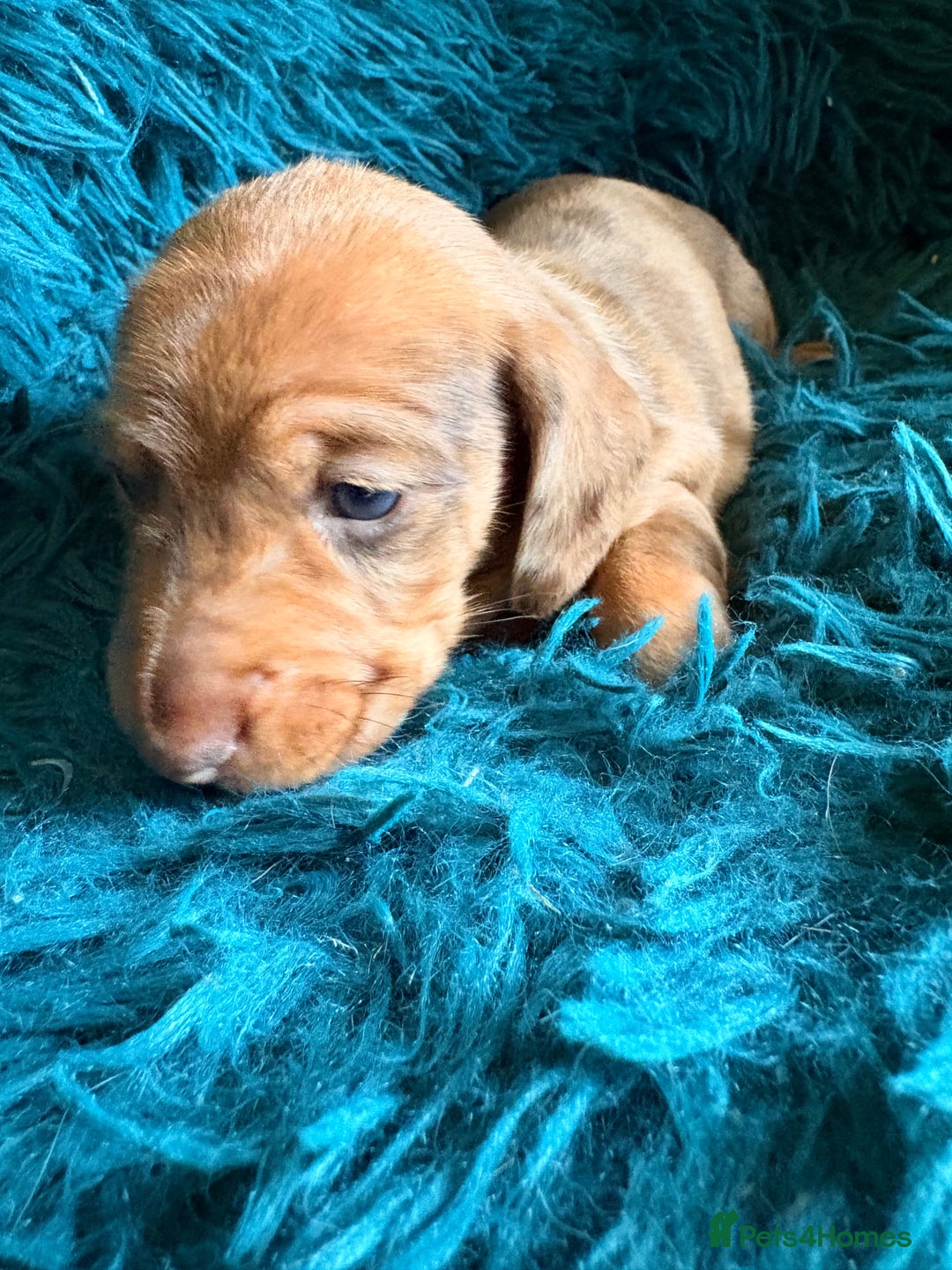 Dachshund dogs for sale: Miniature Smooth Haired Dachshunds  - Advert 18