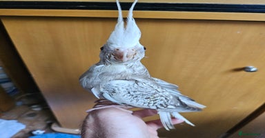 Cockatiels birds - Advert 4