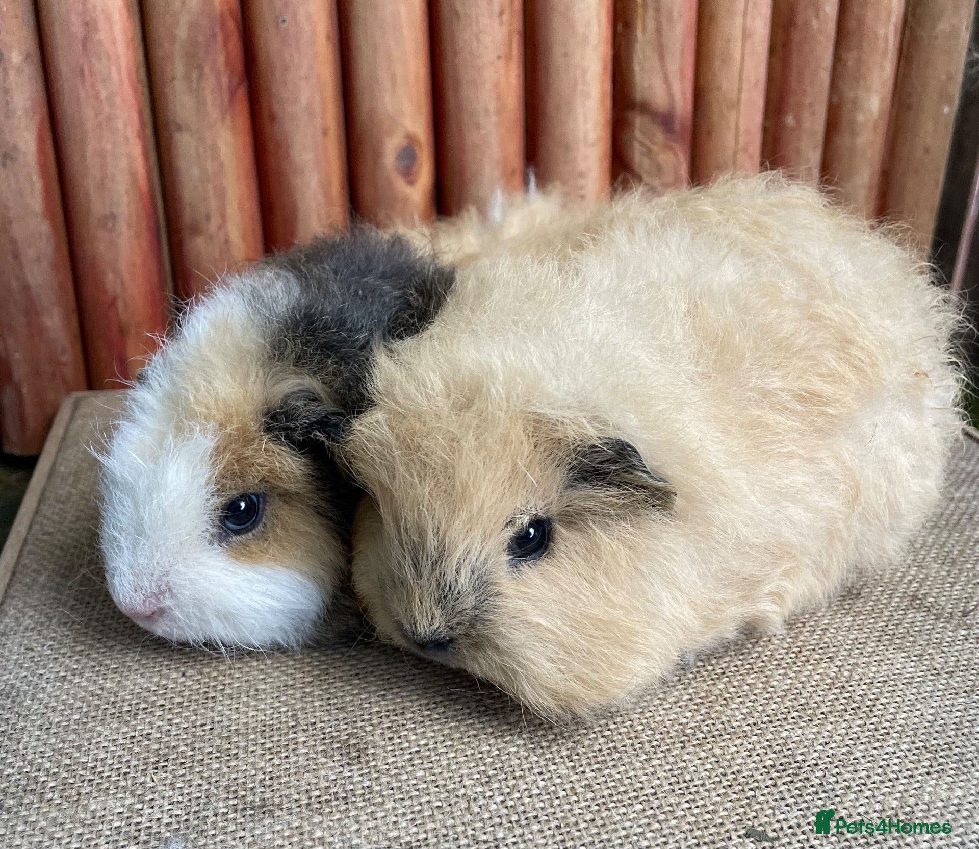 Guinea Pig rodents Sweet baby boars - Advert 11
