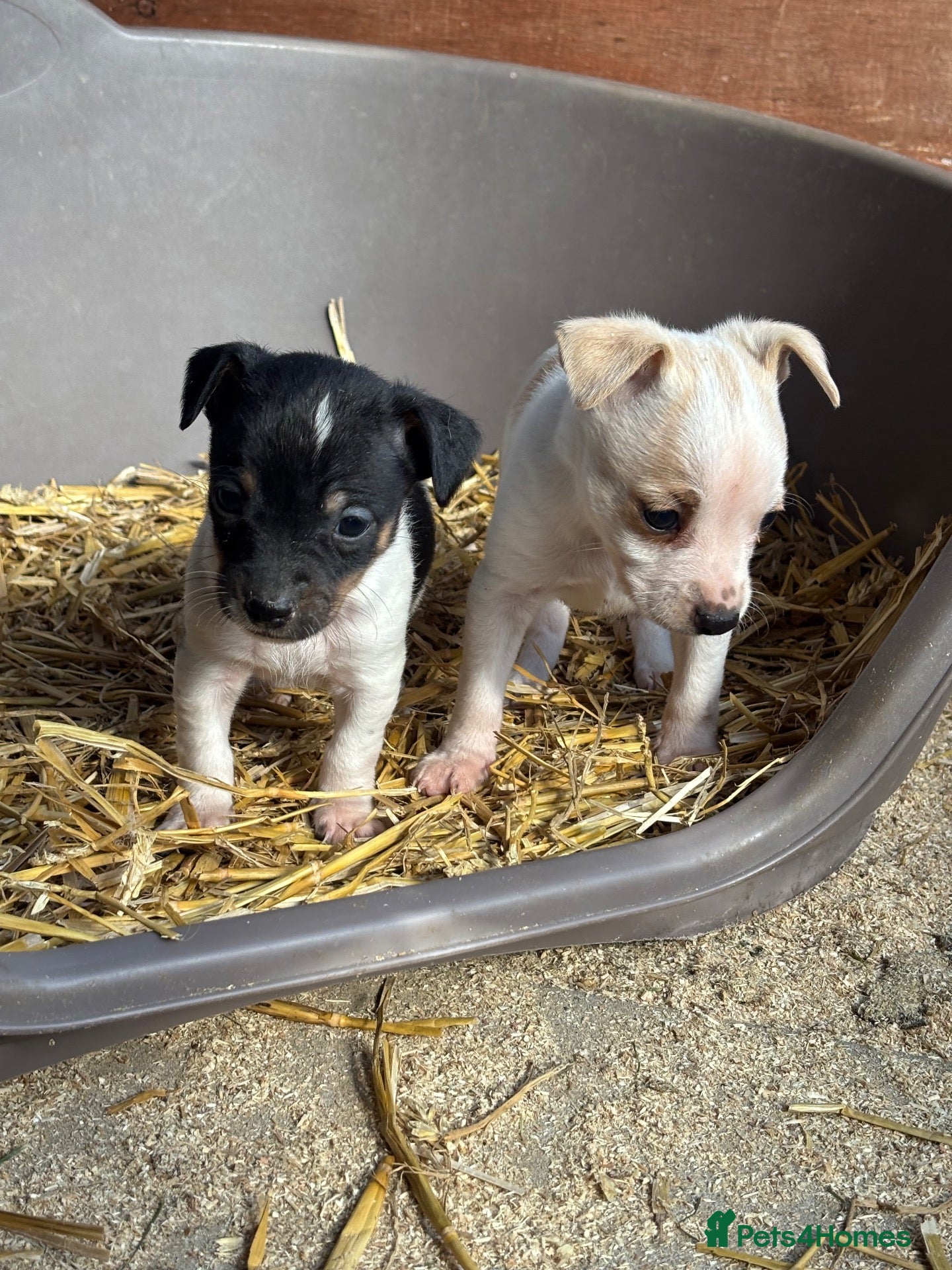 Jack Russell dogs jack Russel puppies for sale  - Advert 1