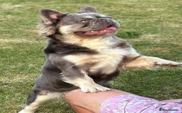 French Bulldog dogs for stud: Mr Fluffy son of Don Corleone  - Image 12