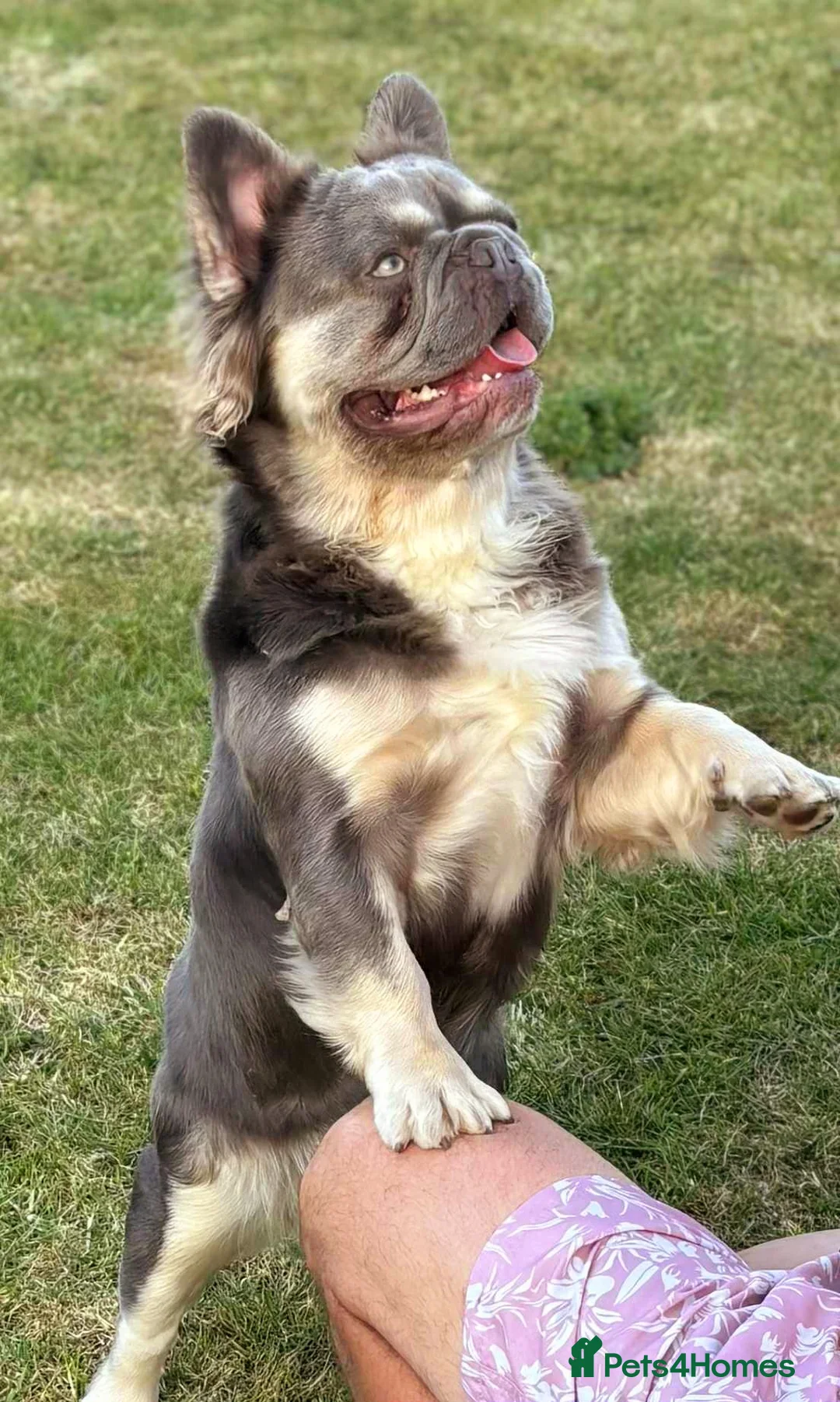 French Bulldog dogs for stud: Mr Fluffy son of Don Corleone  - Advert 12