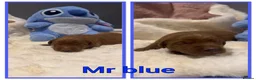 Labrador Retriever dogs for sale: 🐶 KC REGISTERED LABRADOR PUPPIES DUE SOON 🐶 - Advert 4