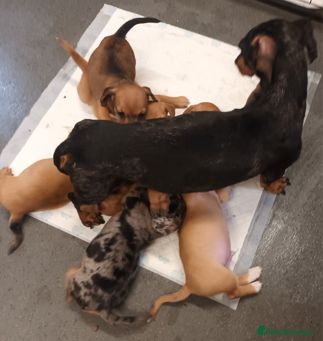 Mixed Breed dogs for sale: Dachshund x Jack russell - Image 10