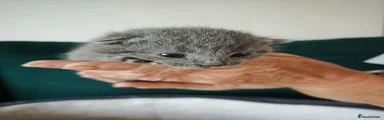 British Shorthair 5