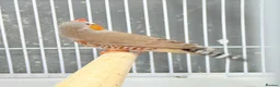 Finches birds for sale: Zebra finches  - Advert 18