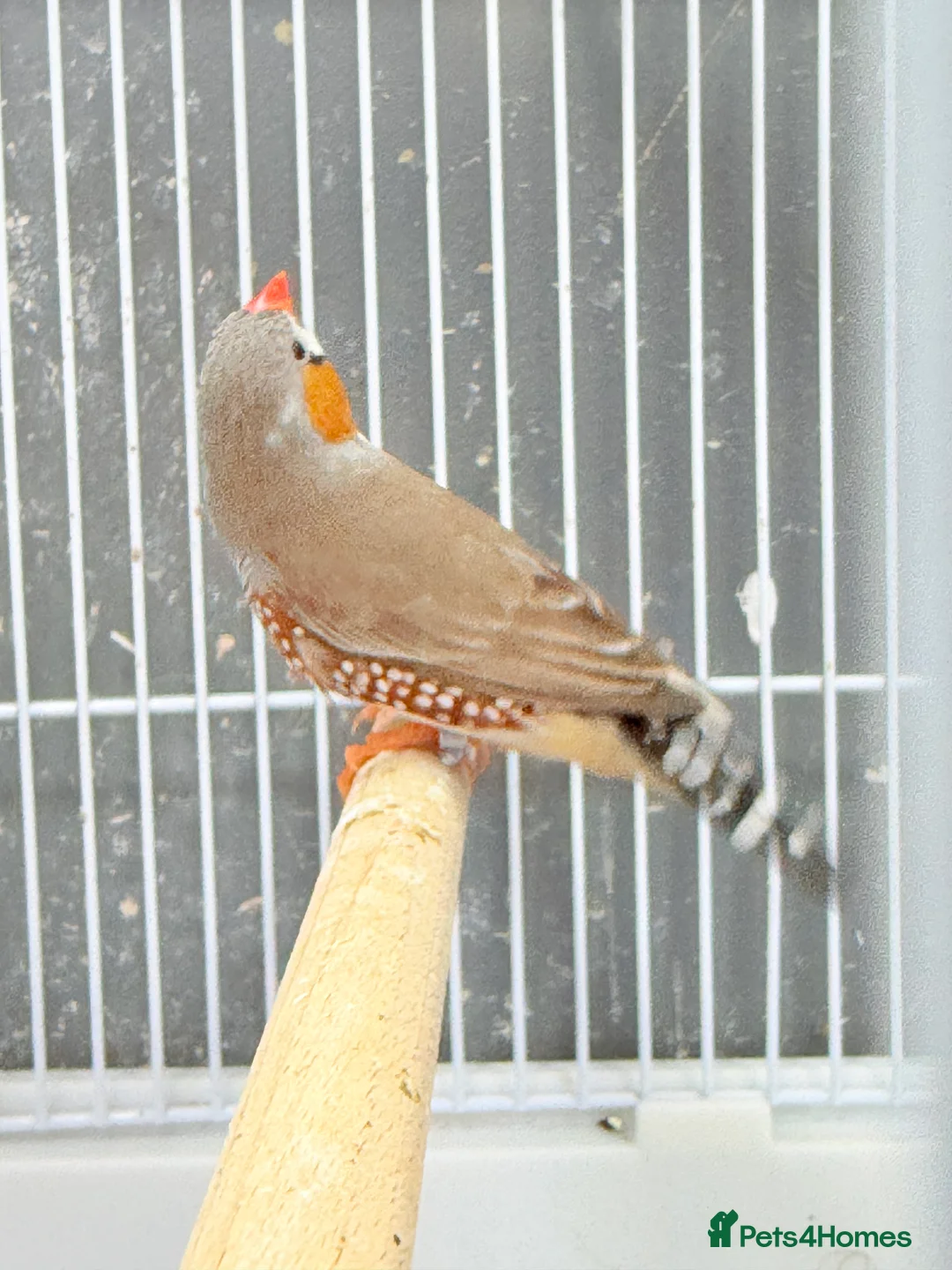 Finches birds for sale: Zebra finches  - Advert 18